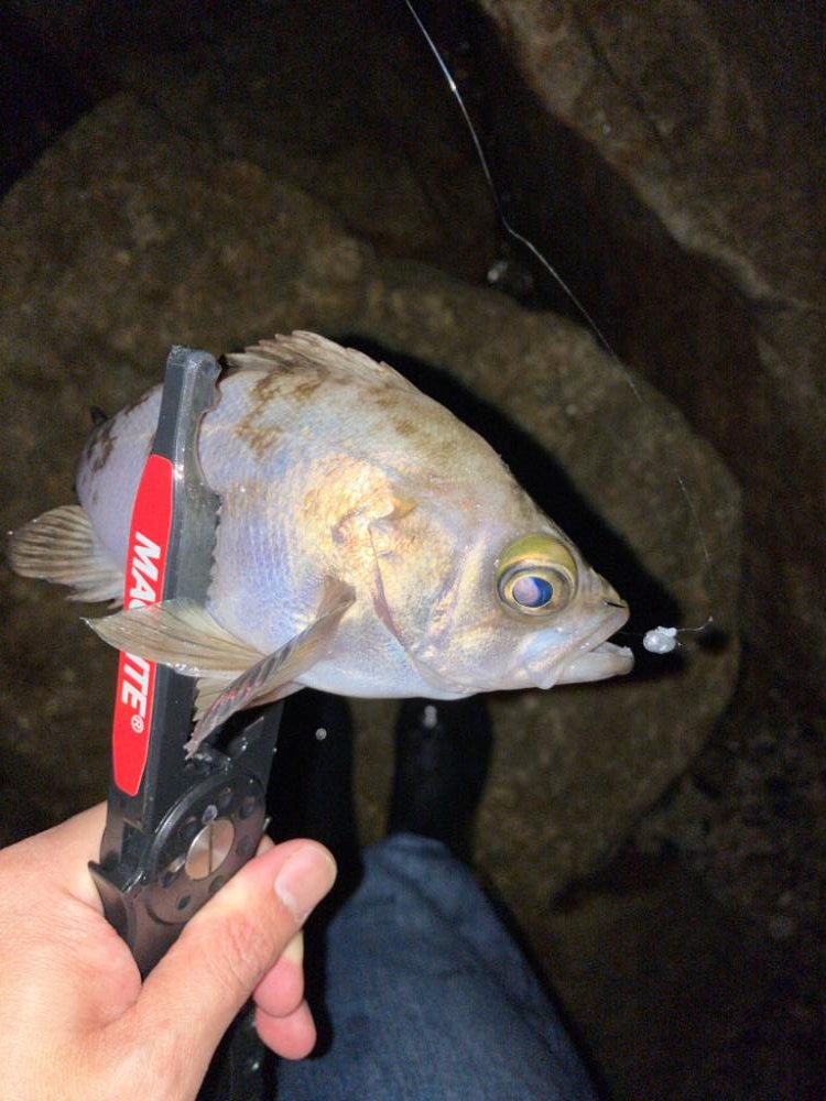 ガシラプラッギング