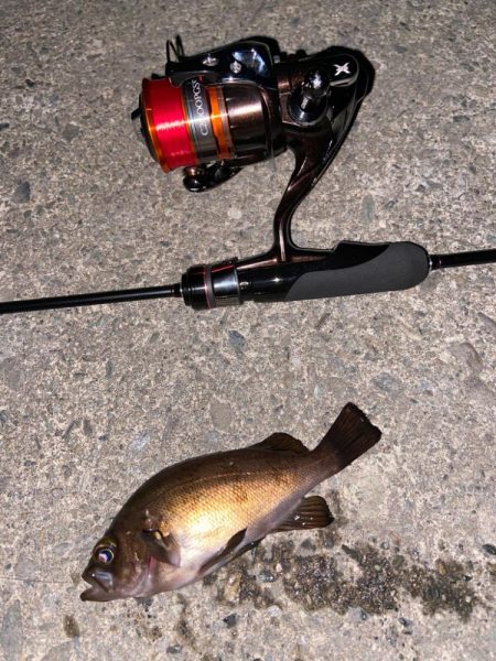 梅雨前メバリング