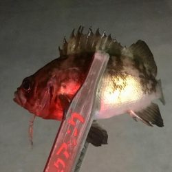 小メバルの楽園