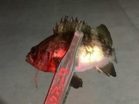 小メバルの楽園