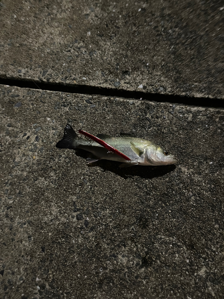 キス釣りからのバチ抜けシーバス