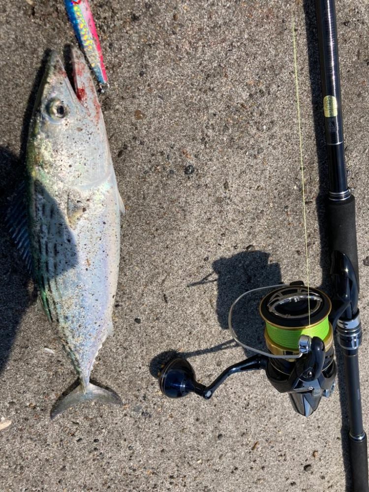 ハガツオ爆釣？！