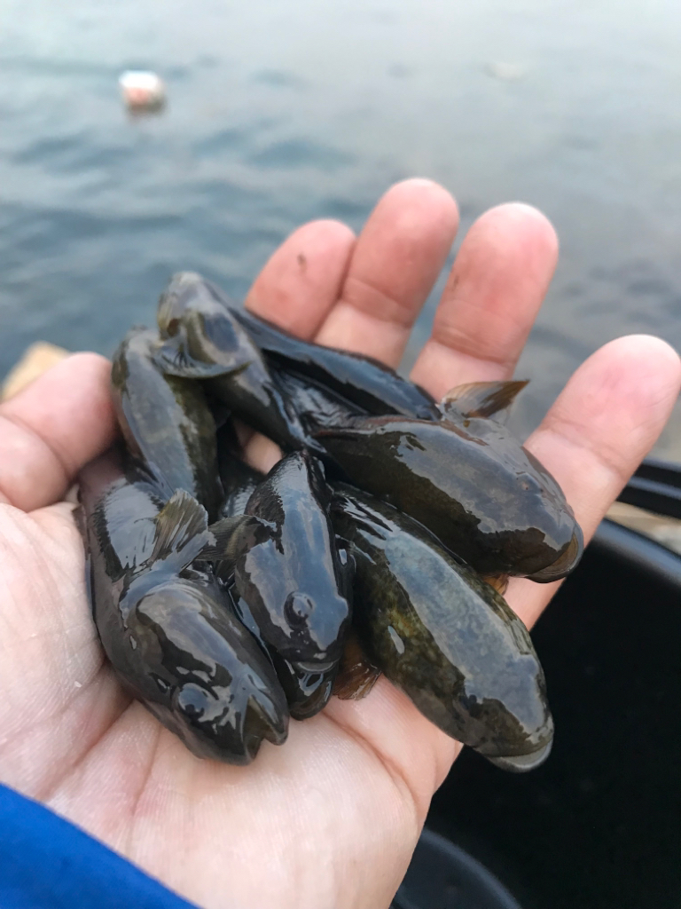 ちょっと早いけど、手長エビ調査