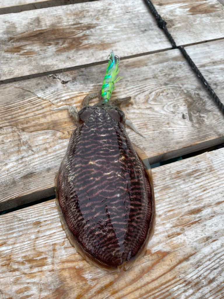 春のアオリイカ狙いでコウイカ