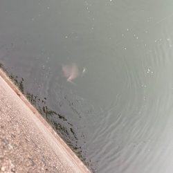 リベンジ戦！岸和田一文字のアジ！