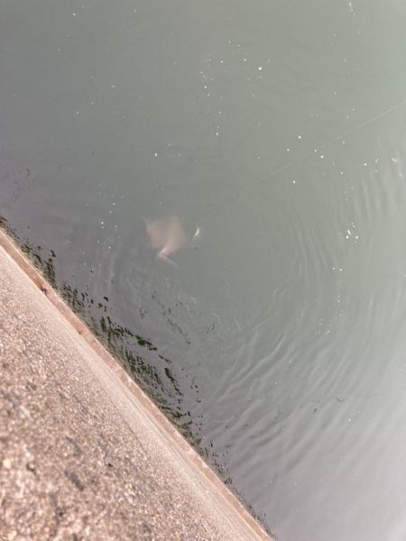 リベンジ戦！岸和田一文字のアジ！