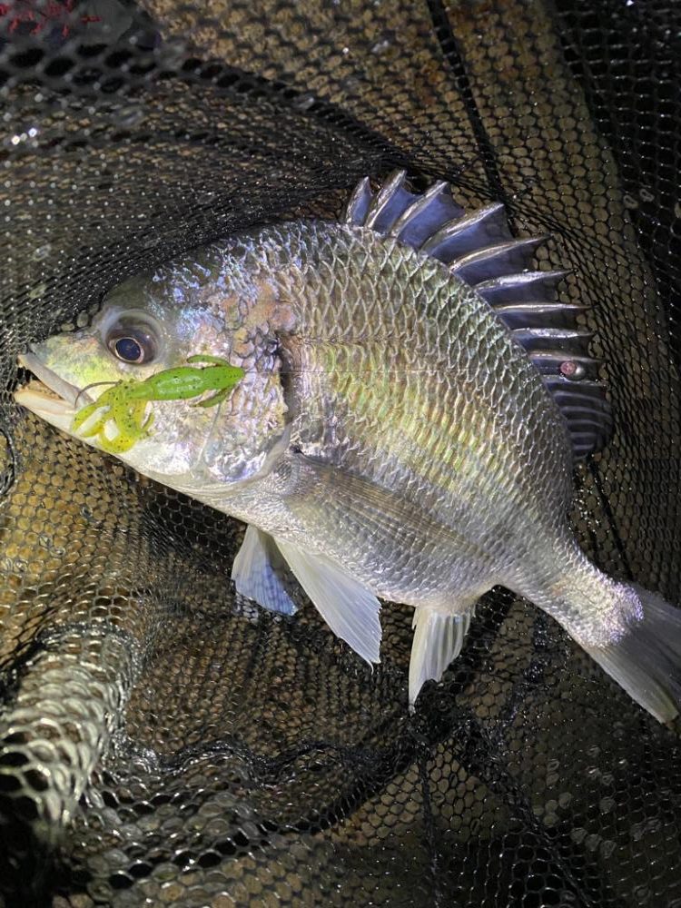 淀川ブリームゲーム