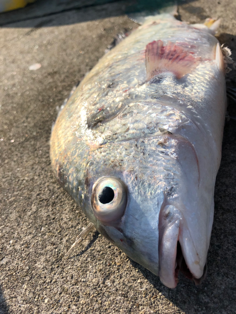 短時間エビ撒き釣り