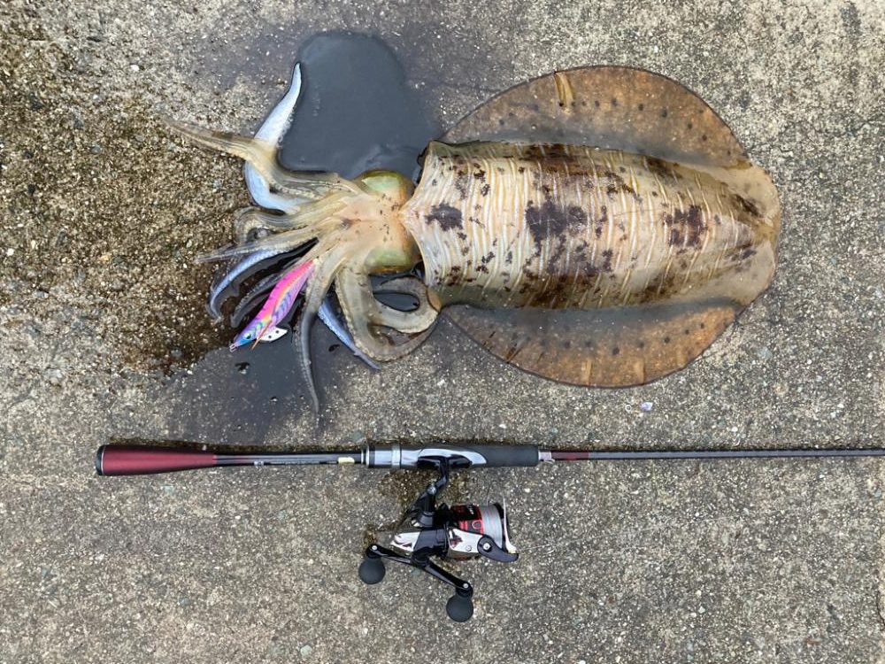 今シーズン初アオリ!記録更新!