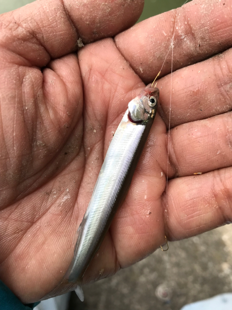 稚鮎サビキの集大成に