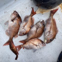 タイラバ13回目