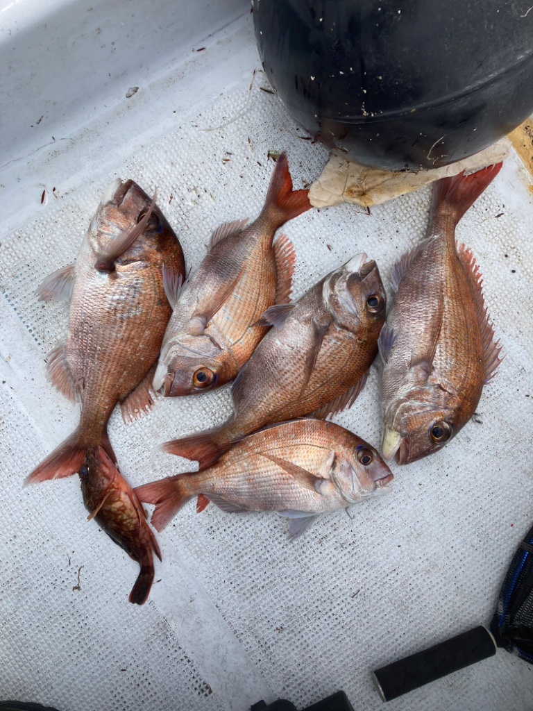 タイラバ13回目