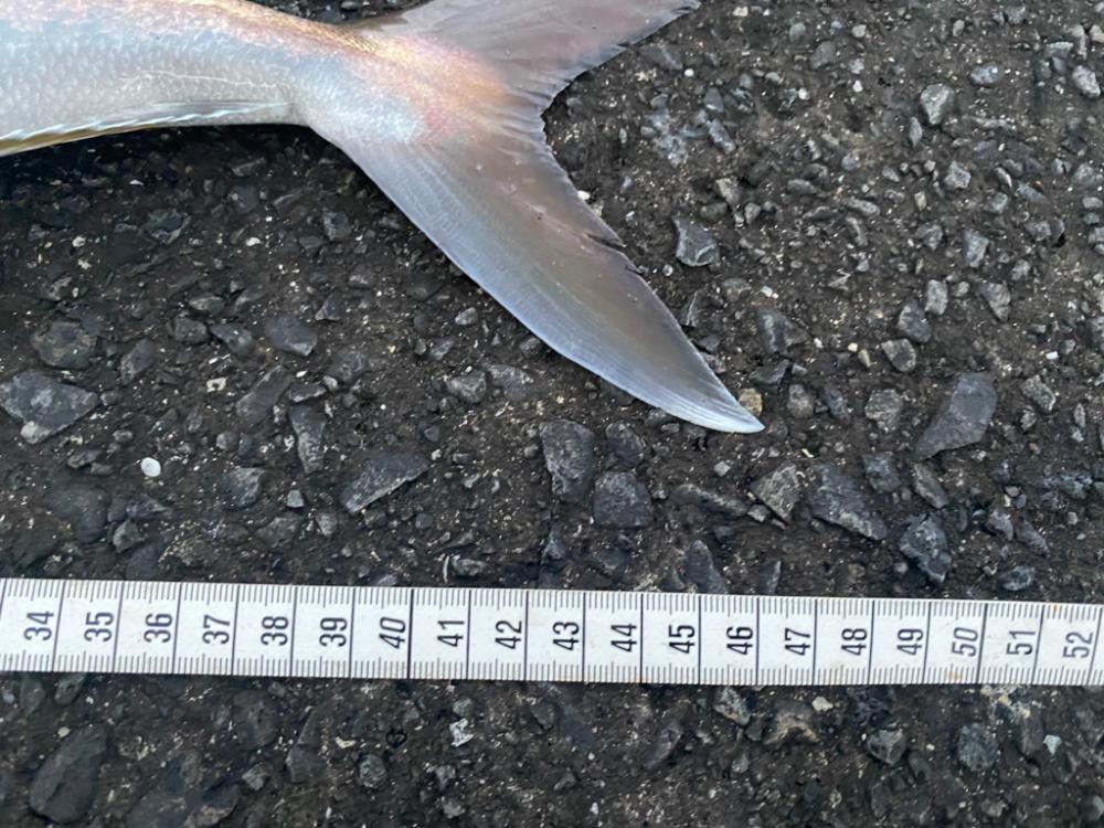 スナップを破壊する強烈な引きの正体は？