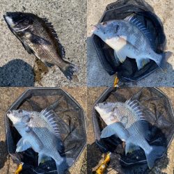 大阪北港チヌヘチ釣り