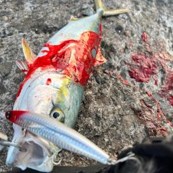 ハマチ49センチ