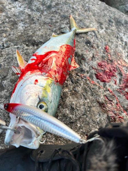 ハマチ49センチ