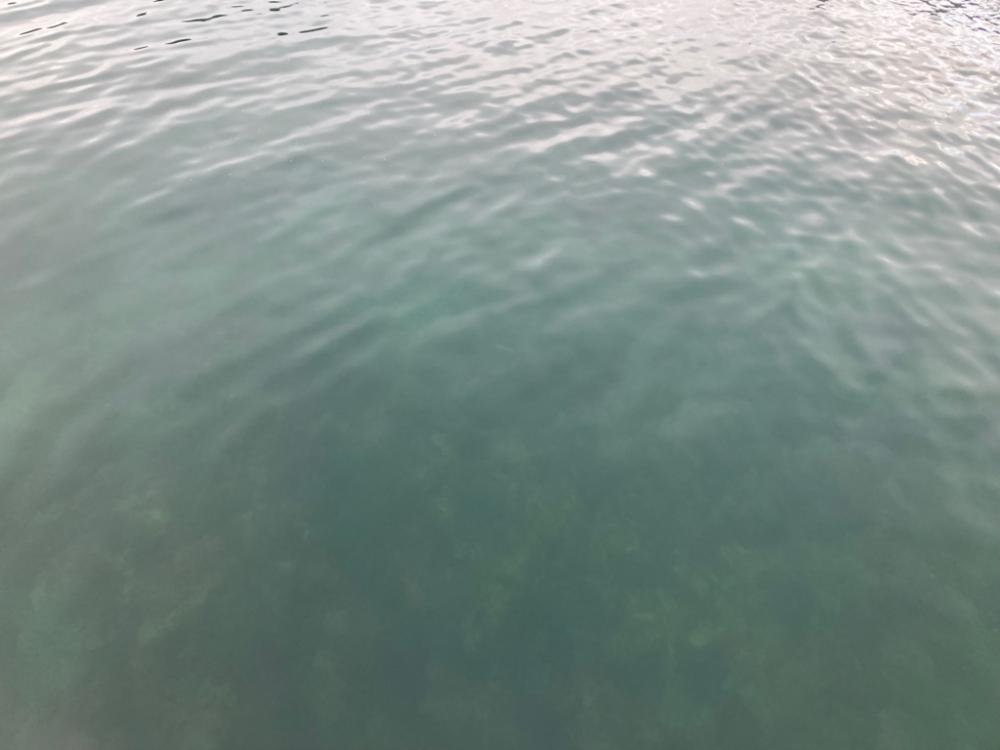 泳がせでヒラセイゴ