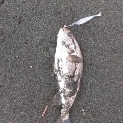 イシモチくん来てくれました！