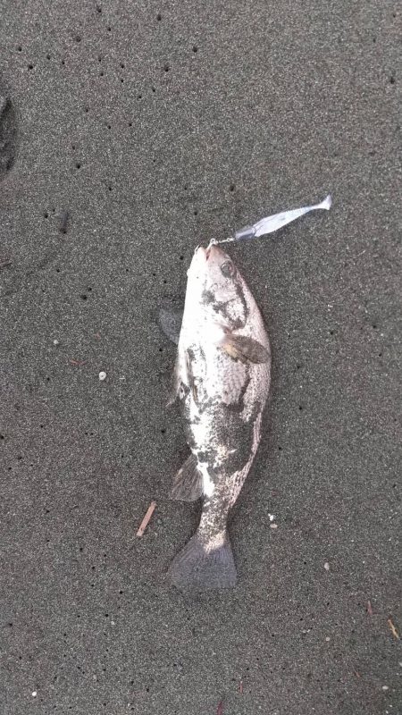 イシモチくん来てくれました！