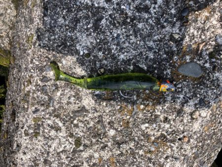 安定のスイムジグ