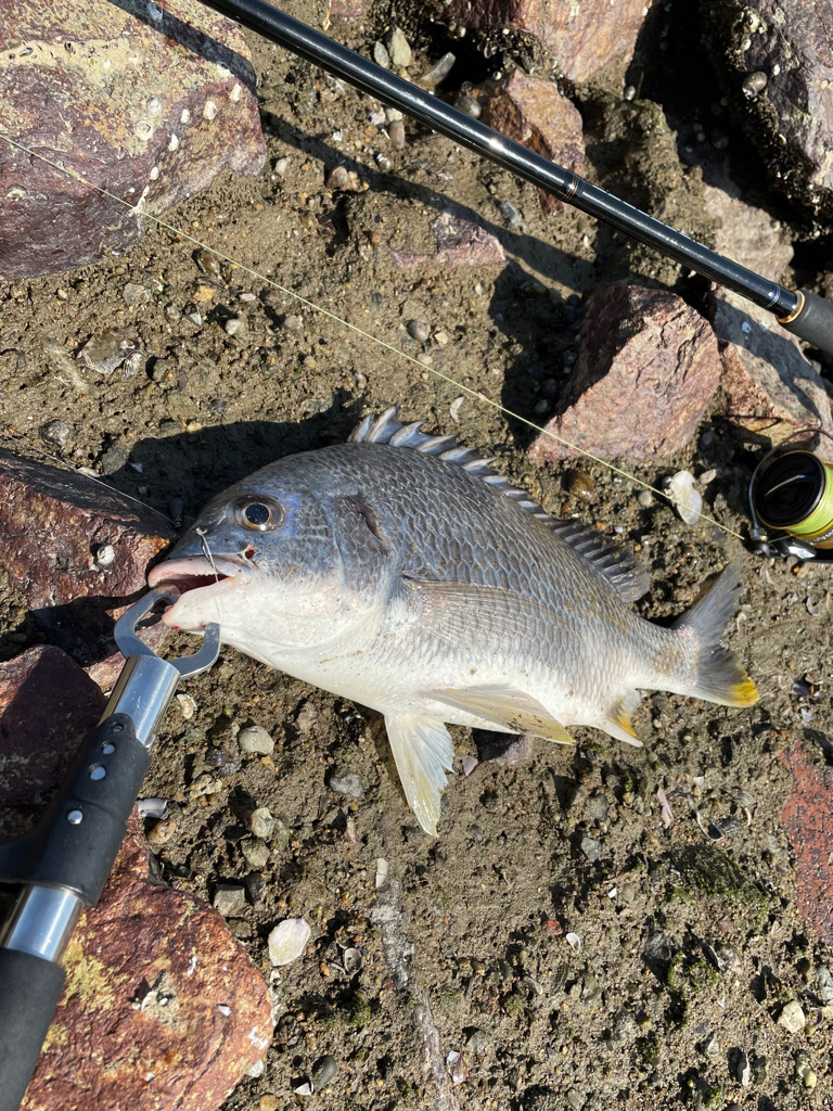 小型キビレ増えてこれから楽しい季節へ！