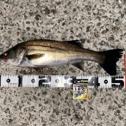 強い魚の引きもトラブル無しの釣果