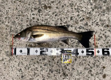 強い魚の引きもトラブル無しの釣果