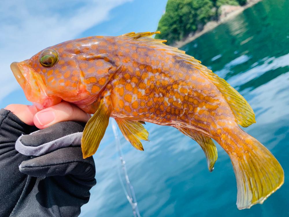 【天草】ライト落とし込みで95cmブリGET