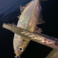 夕マズメチャレンジ