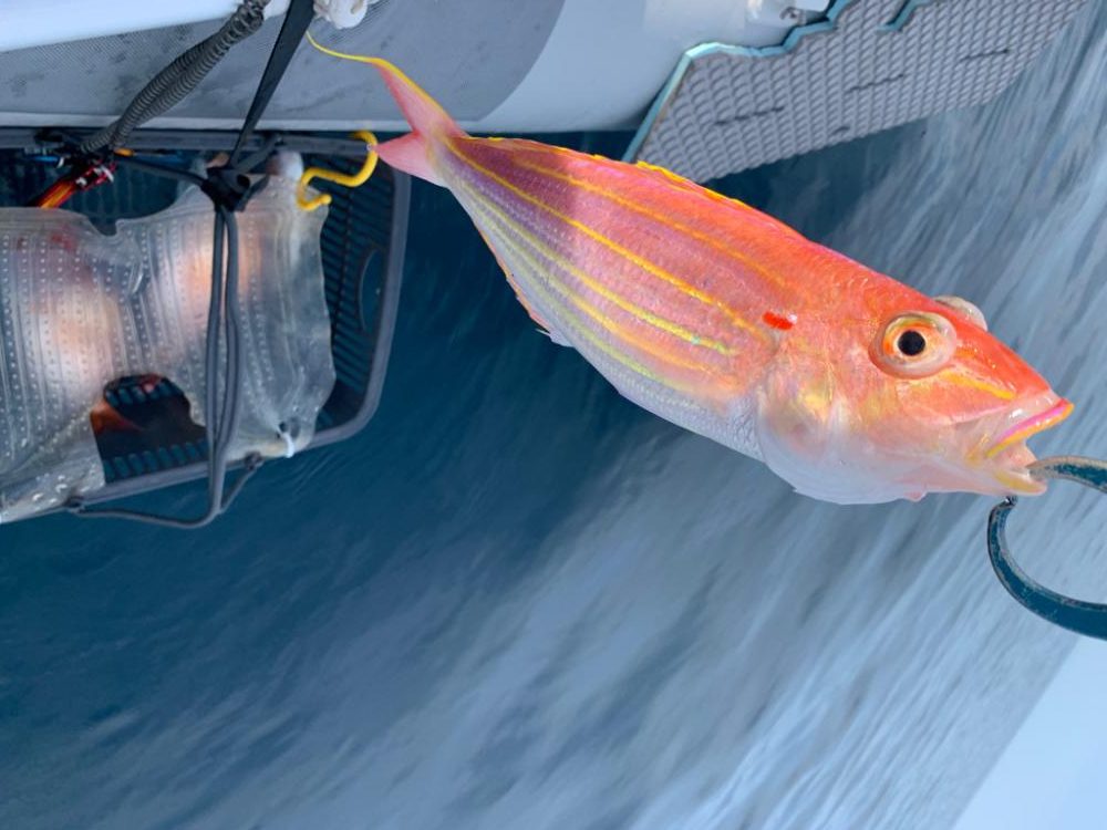 マイボートでアマダイ狙い