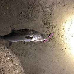 親父たちの釣行