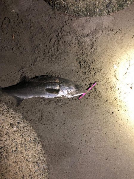 親父たちの釣行