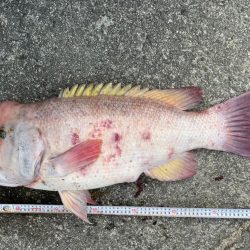 笠岡での大物狙い