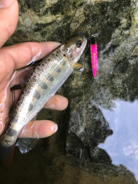 久しぶりの渓流釣行