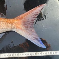 シマアジはいなかったが、デカいの来た！