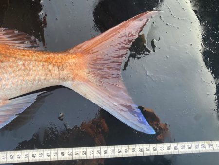 シマアジはいなかったが、デカいの来た！