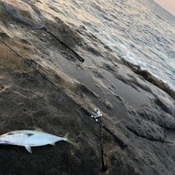 大阪で青物釣れてるが和歌山遠征