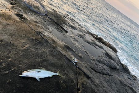 大阪で青物釣れてるが和歌山遠征