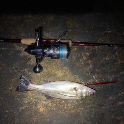 淀川バチパターン最盛期