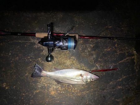 淀川バチパターン最盛期