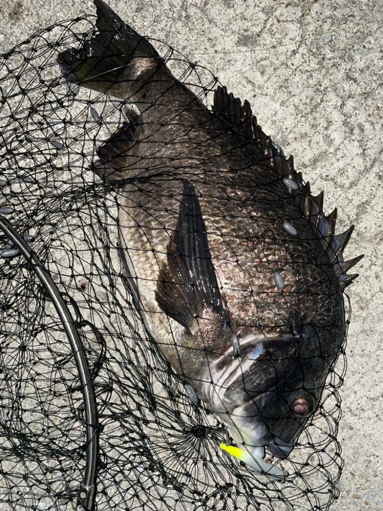 70upのシーバスとメタボ体型のチヌ