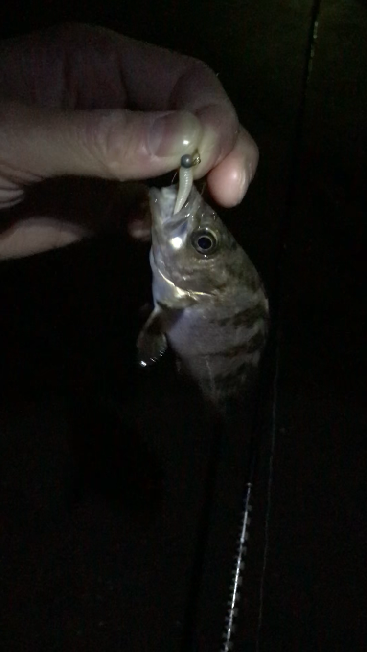 またまた良型メバリング