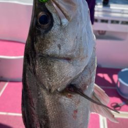 おニューロッドの鱗付け完了w