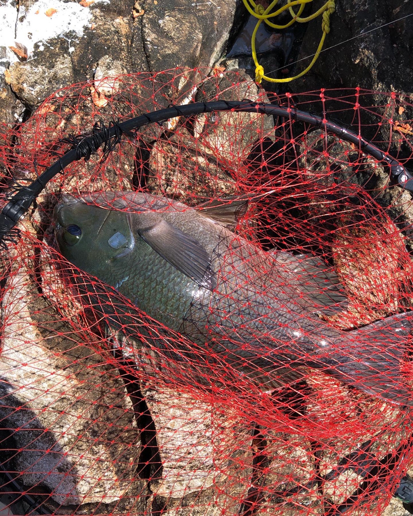 沖磯でグレフカセ釣り