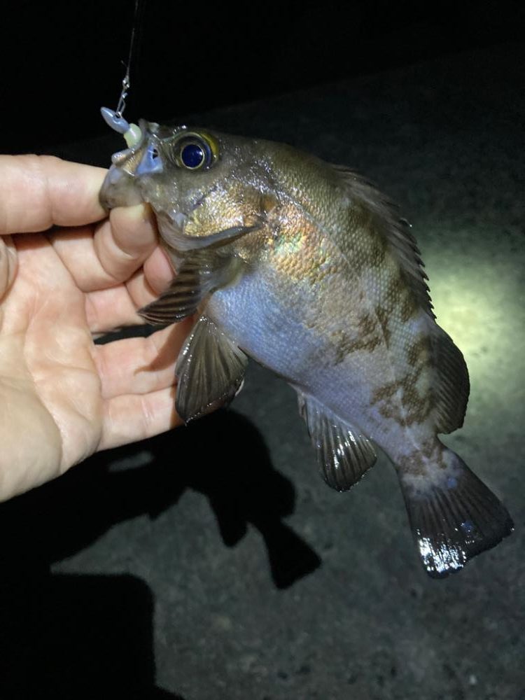 深夜のメバリング