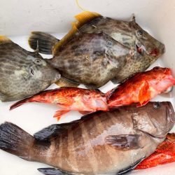 ゴールデン五目便