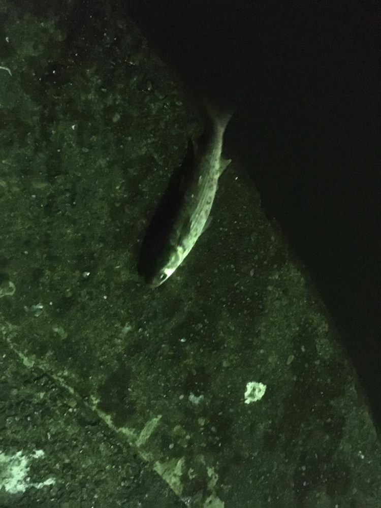 バチ抜けチヌとボラ