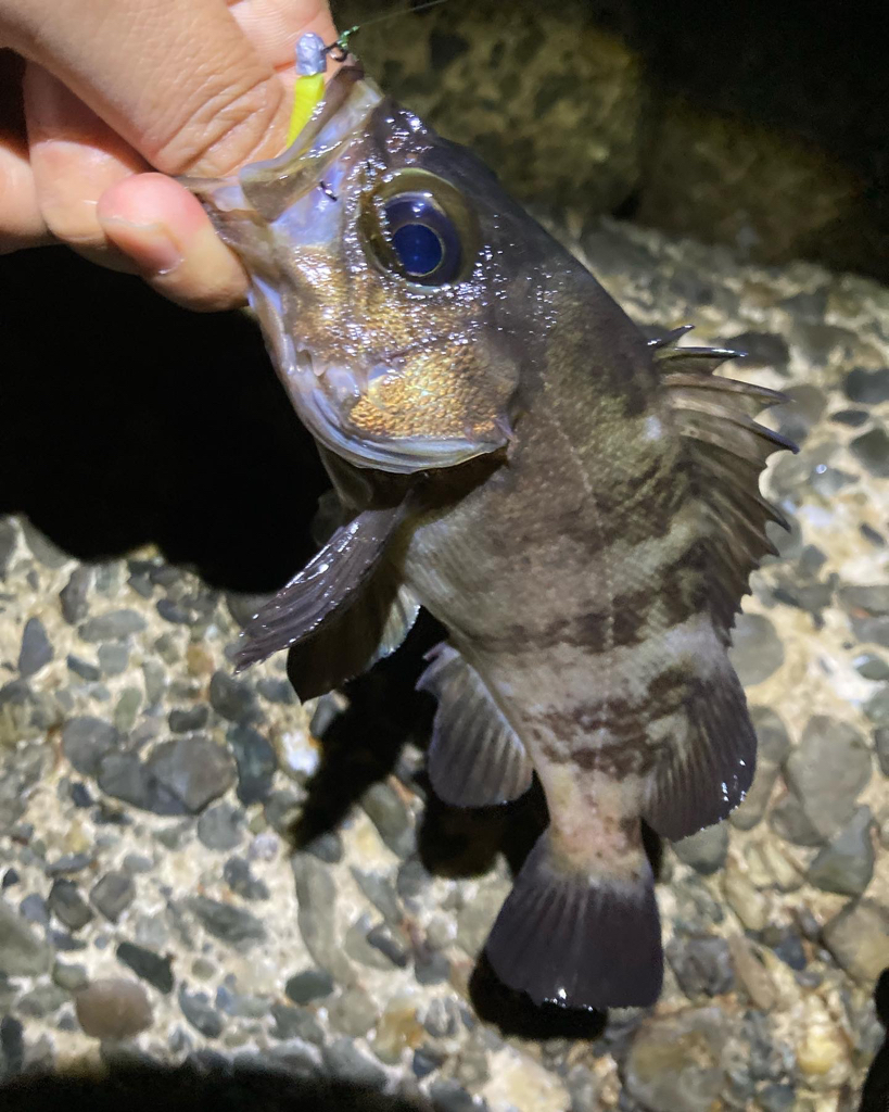 淡路メバリング