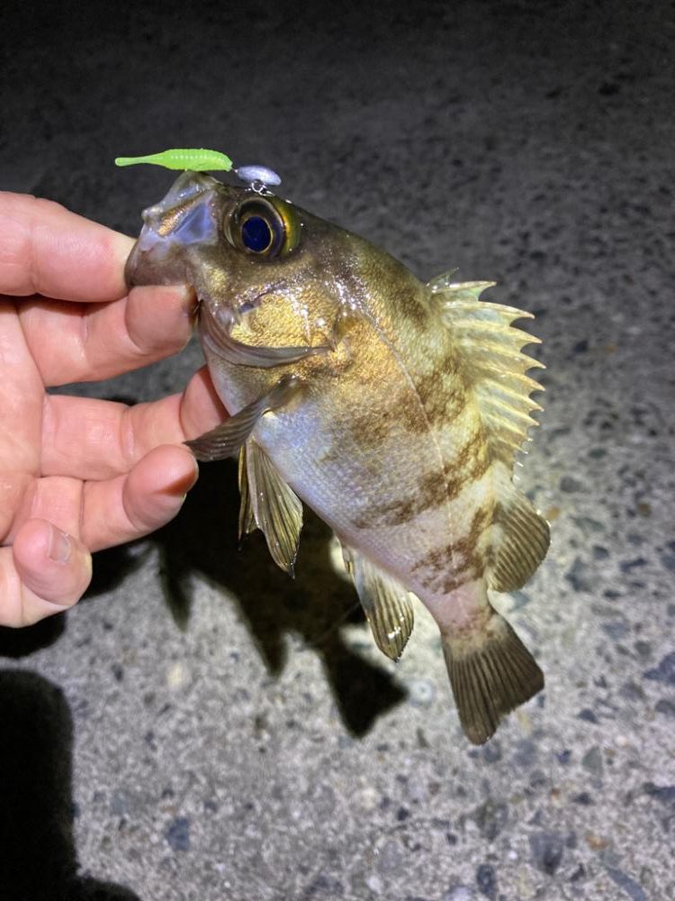 明石海峡メバリング