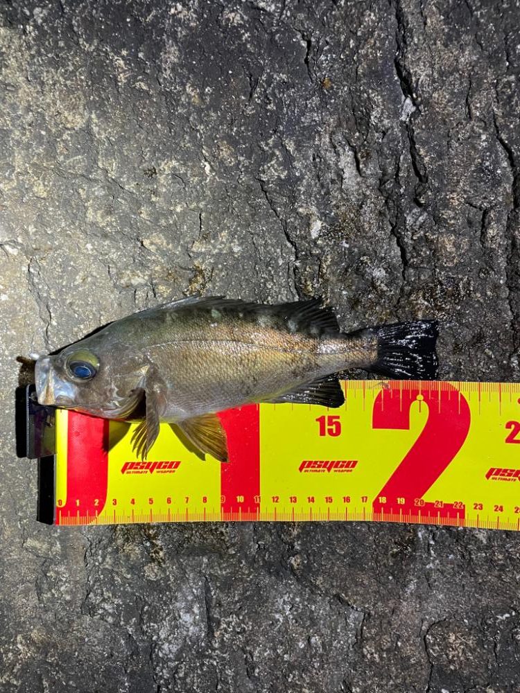 サーフメバリング